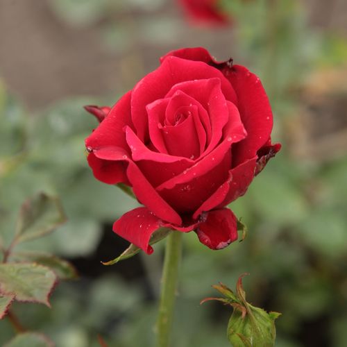 Rosa  Royal Velvet™ - czerwony  - Róże pienne - z kwiatami hybrydowo herbacianymi - korona równomiernie ukształtowana